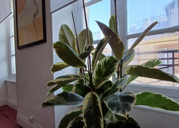 Vue Panoramique * Carcassonne